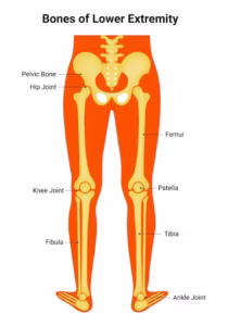Lower Extremity الطرف السفلي