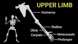 Upper Extremity  الطرف العلوي