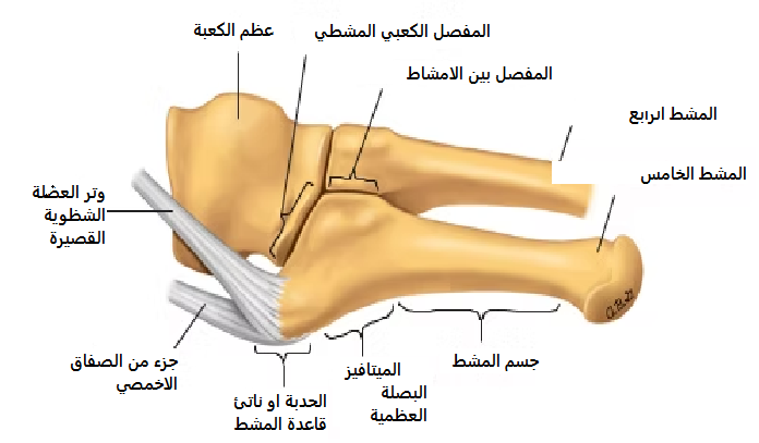 داء إيسيلين ألم الحافة الخارجية للقدم عند الأطفال.