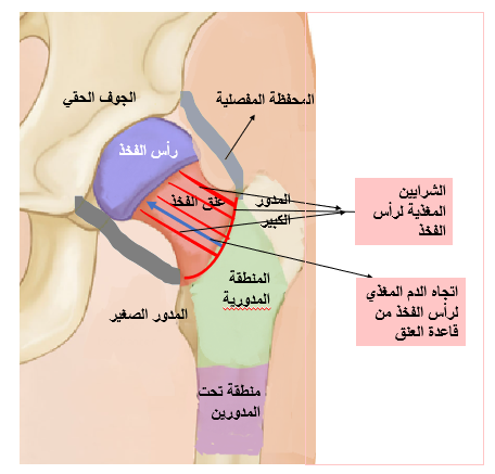 كسور عنق الفخذ عند كبار السن: الدليل الشامل للإصابة الأكثر حرجاً وطرق علاجها السريعة 2 image 30
