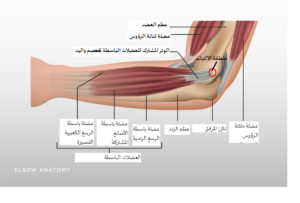 تشريح المرفق والساعد 1