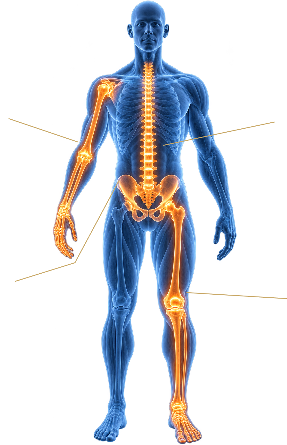 Full Body Map