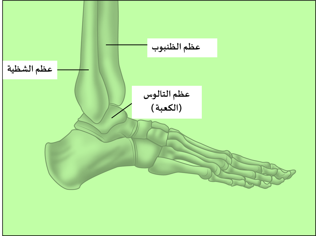 كسور الكاحل-تشريح العظام