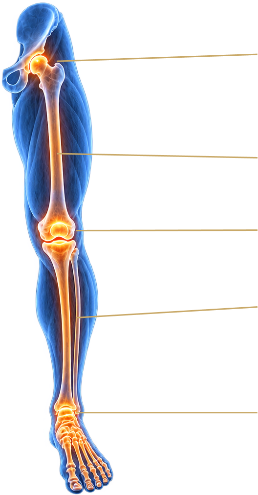 Lower Limb Map