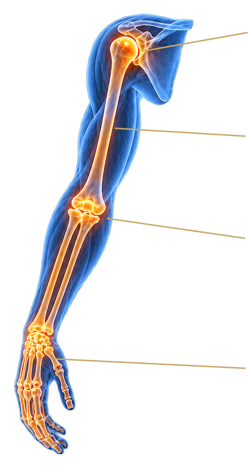 Upper Limb Map