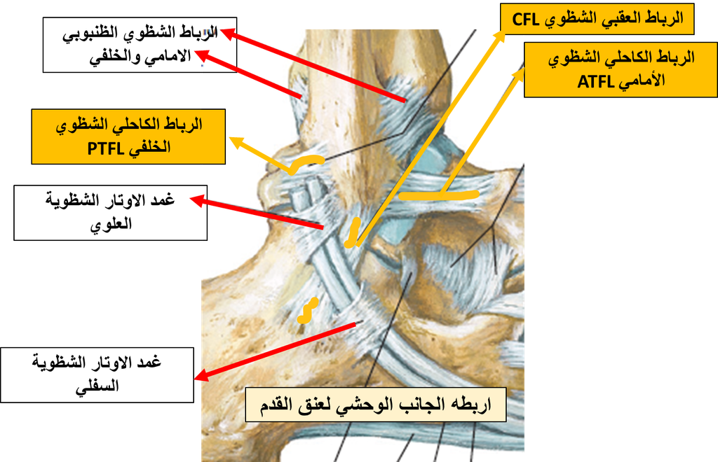 وثي الكاحل- الاربطة الوحشية