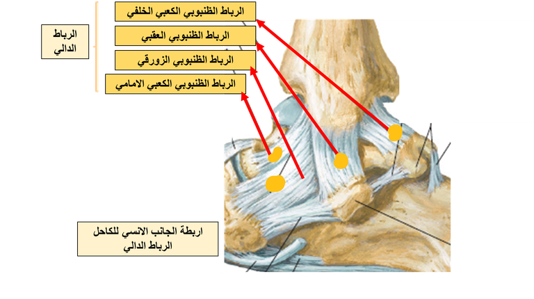 وثي الكاحل (التواء أربطة الكاحل) 2 image 12